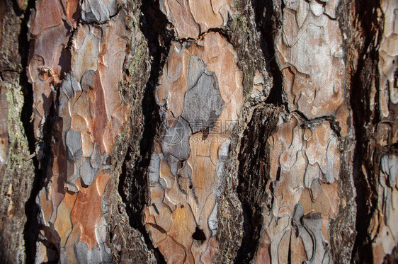 松树天然树皮的表面纹理背景宏观图片