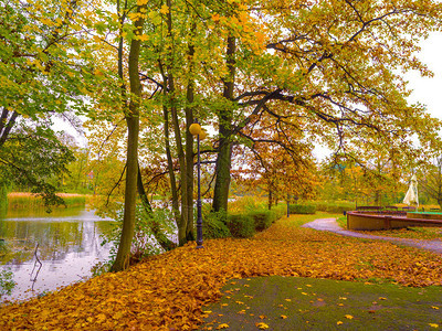风景秀丽的森林的华丽秋天风景图片