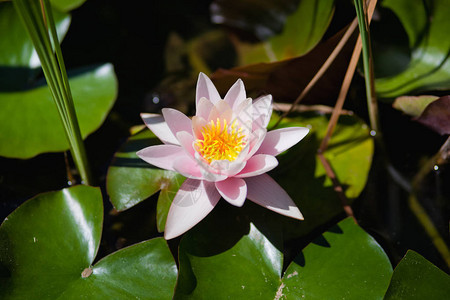 池塘里的粉色睡莲图片