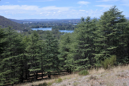 堪培拉澳大利亚首都直辖区全国Arboretum的喜马拉雅图片