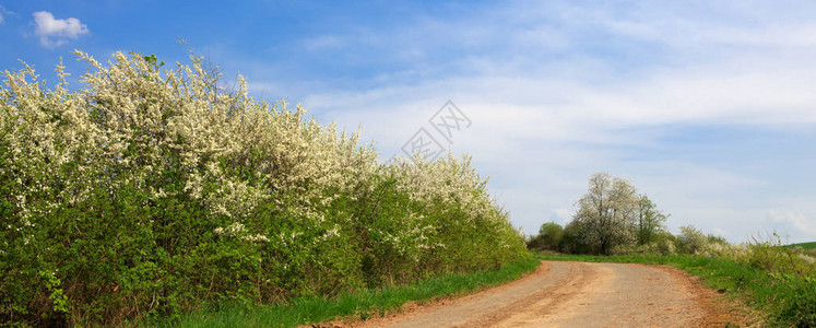 田野道路和开花的灌木丛蓝天万里无云图片