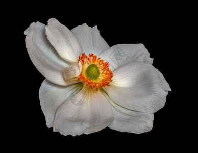 美术静物花卉彩色宏观图像图片