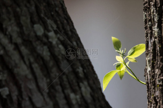 樟树绿叶图片