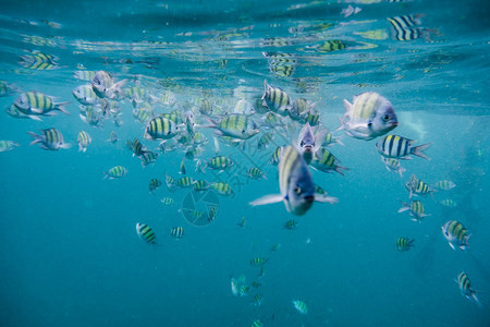蓝色安达曼海中的鱼群图片