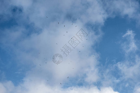 鸟群在蓝天上飞来图片
