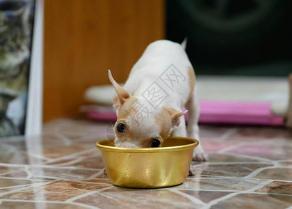 小狗吉娃在托盘里吃谷物食品图片