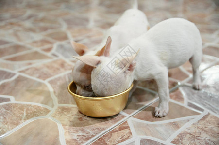 小狗吉娃在托盘里吃谷物食品图片