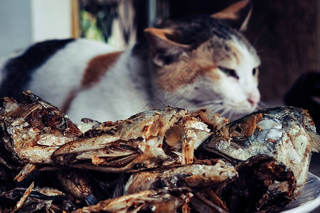 沉睡猫看着深炸鱼头有选择地把注意力图片