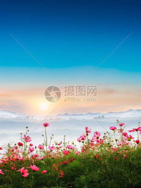 在花园里美丽的宇宙花朵冬天的日出在山图片