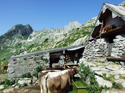 Alpstein山脉坡和Thur河谷的乡村传统建筑和牲畜农场图片