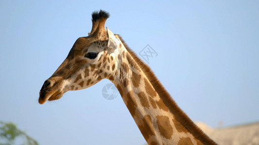Giraffe在沙漠中行走图片