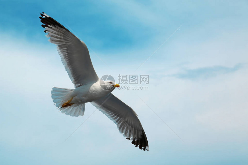 海鸥在天空中飞翔高清图片下载-正版图片505881313-摄图网