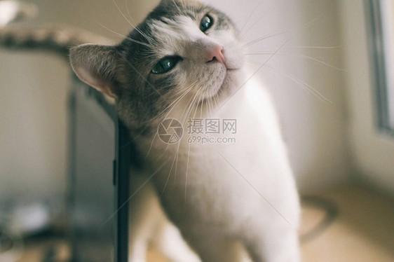 绿眼睛的可爱白灰猫图片