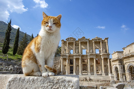 Ephesus历史古老的古城和猫Izm图片