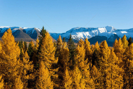 山上金色的秋天山雪脊和黄龙卷风全景图片