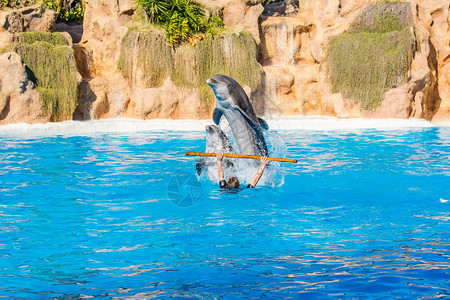 动物管理员在大游泳池里练习海豚的把戏图片
