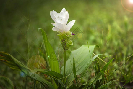 带白花的苏西里鱼是Zingiberaceae家族中一种图片