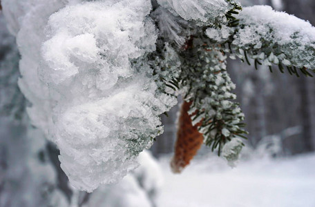 温特Winter图片