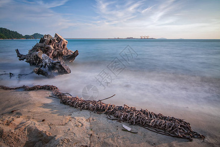 漂浮在海滩的树枝图片