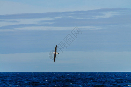 一只黑眉信天翁飞越南大西洋图片