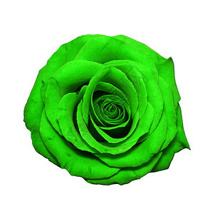 绿玫瑰头被白的孤立花朵头全开顶端风图片