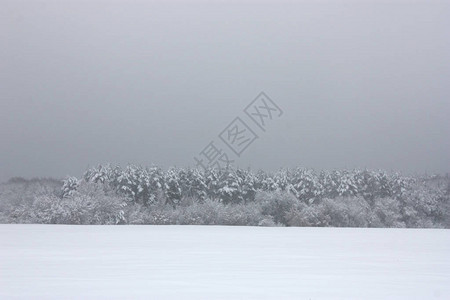 天空背景上的白雪覆盖的树图片