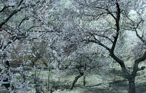 冬天寒冷的树木的冬季自然景色雪图片