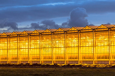 荷兰威斯兰地区有黄光和蓝天的白化工业温室图片