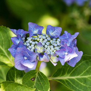 天然绿色模糊背景下年轻盛开的蓝紫绣球花和叶子的彩色图片