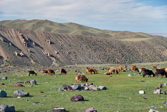 在蒙古西部Tsagduult岛自然山区边界的山草牧场图片