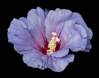一朵孤立盛开的放紫红色芙蓉花的卉彩色宏观花卉图像图片