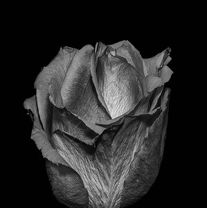 一朵孤立的玫瑰花的美术静物暗单色宏图片