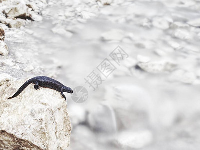 两栖动物躺在阿尔卑斯河冰水上方的石子上亚伯图片