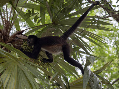 蜘蛛猴阿特勒斯格夫罗伊在危地马拉雨林只选图片
