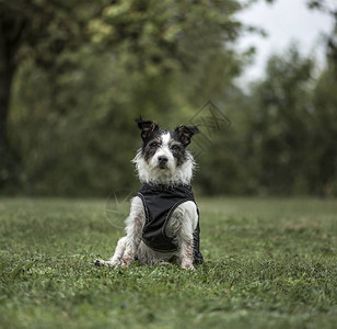 杰克罗素梗犬图片