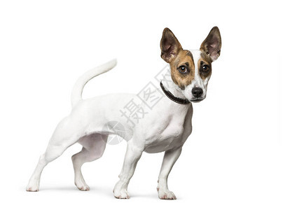 站在JackRussellTerrier在图片