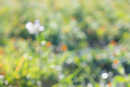 天然绿色和花朵模糊背景或春景背复活节背图片