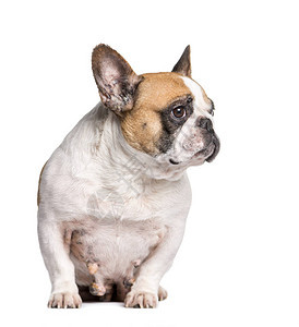 法国乳癌牛头犬坐在白色背景的面图片
