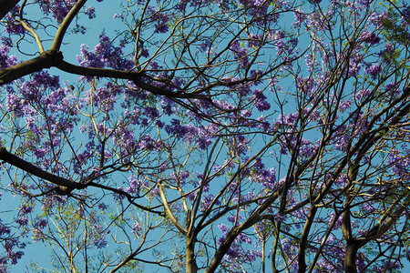 Jacaranda树顶紫色花朵这展示图片