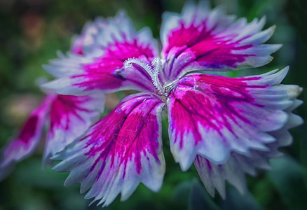 红白矮牵牛花特写镜头图片