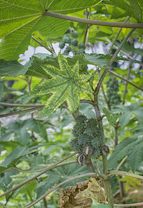 蓖麻油果植物图片