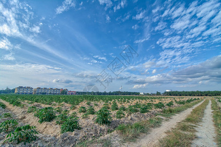 木薯农场景观图片