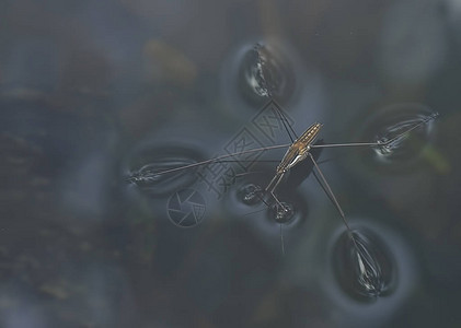 小水黾昆虫图片