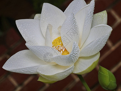 白瓣莲花图片