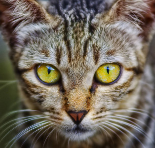 直视猫眼宠物猫眼图片素材