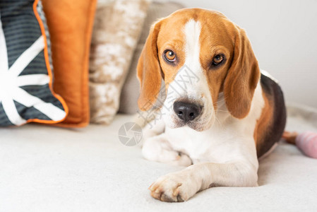 Beagle狗厌倦了舒适的沙发沙发带图片