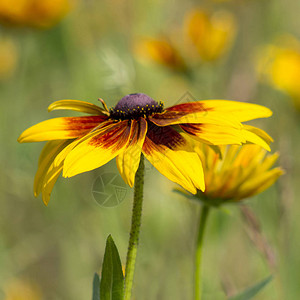 天然的Rudbe图片