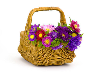 白色背景篮子里的一束五颜六色的紫菀花图片