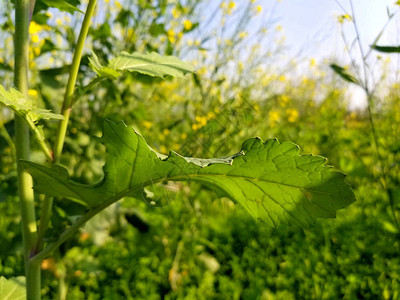 田间芥菜植物的一片鲜绿色的叶子图片