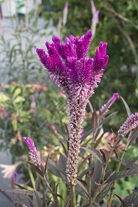紫色鸡冠花植物图片